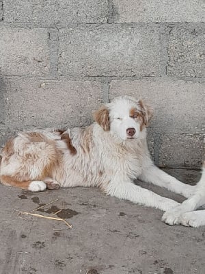 Les chiots de Berger Australien