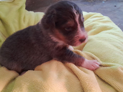 Les chiots de Berger Australien