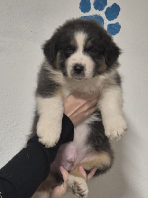 Les chiots de Berger Australien