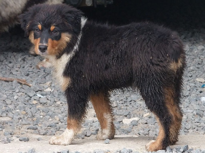 Les chiots de Berger Australien