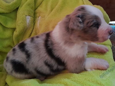 CHIOT 1 - Berger Australien