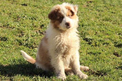 Les chiots de Berger Australien