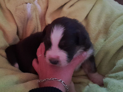 CHIOT 3 - Berger Australien