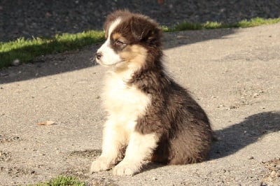 Les chiots de Berger Australien