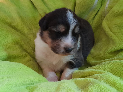 Les chiots de Berger Australien