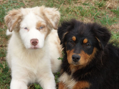 Les chiots de Berger Australien