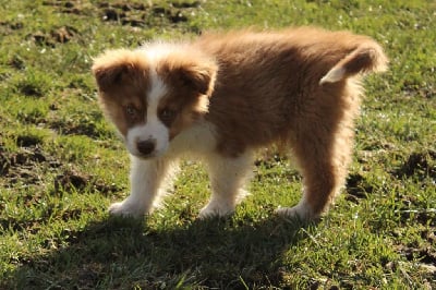 Les chiots de Berger Australien