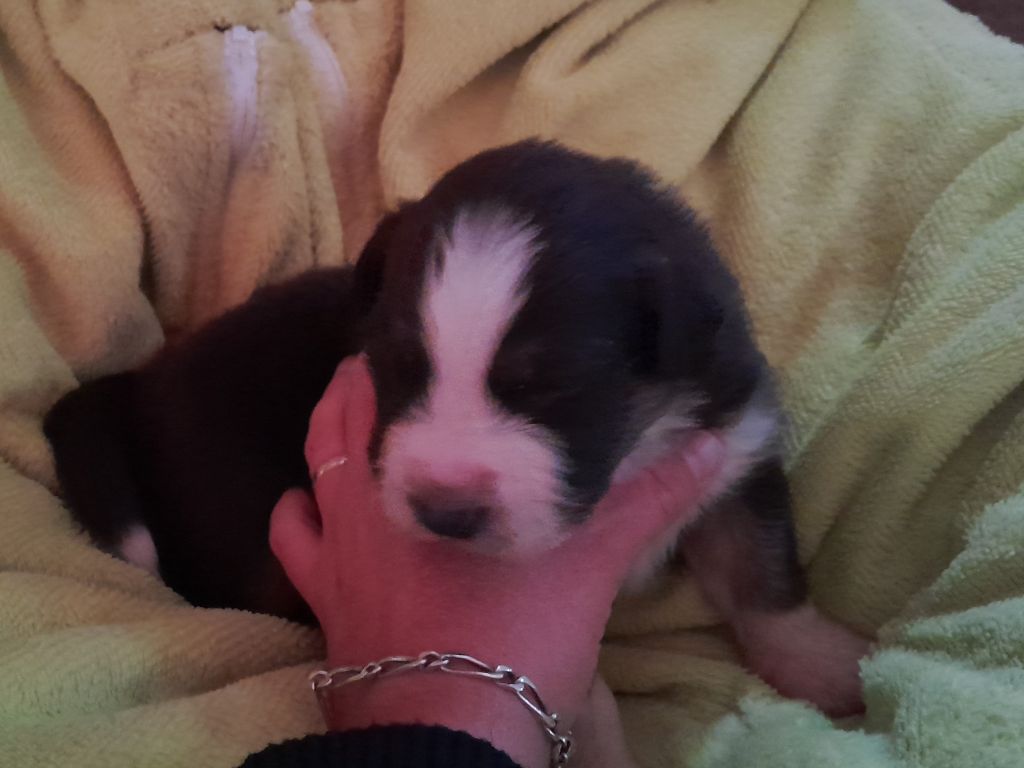 CHIOT 3 - Berger Australien