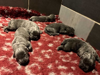 Les chiots de Cane Corso