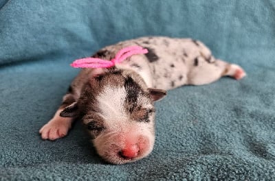 Les chiots de Berger Australien