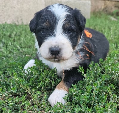 Les chiots de Berger Australien