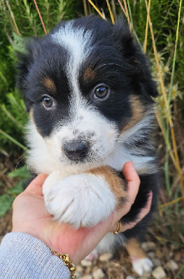 Les chiots de Berger Australien