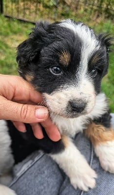 Les chiots de Berger Australien