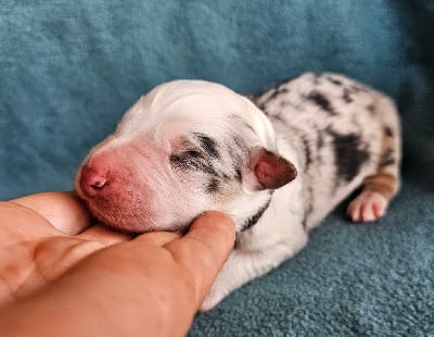 Les chiots de Berger Australien