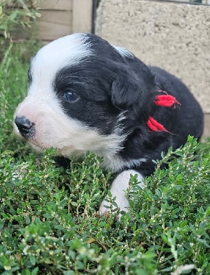 Les chiots de Berger Australien