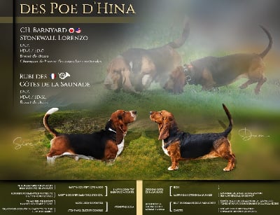 femelle collier vert - Basset Hound