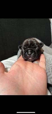 Les chiots de Bouledogue français