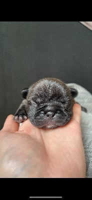 Les chiots de Bouledogue français