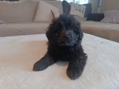 Les chiots de Berger des Pyrenees à poil long