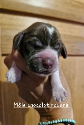 Les chiots de Cocker Spaniel Anglais