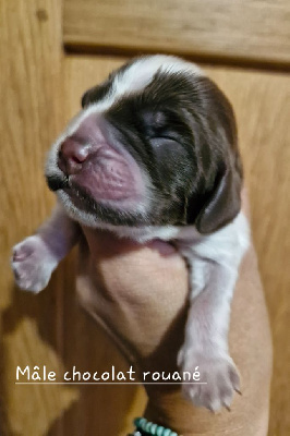 Les chiots de Cocker Spaniel Anglais