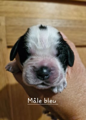 Les chiots de Cocker Spaniel Anglais