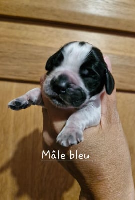 Les chiots de Cocker Spaniel Anglais