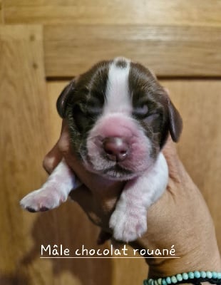 Les chiots de Cocker Spaniel Anglais