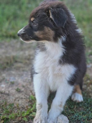 Les chiots de Berger Australien