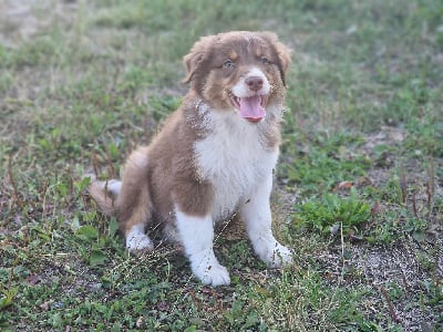 Les chiots de Berger Australien