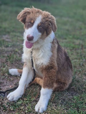 Les chiots de Berger Australien