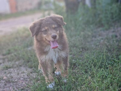 Les chiots de Berger Australien