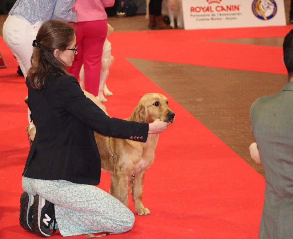 Chien Golden Retriever Shana De La Petite Sulka