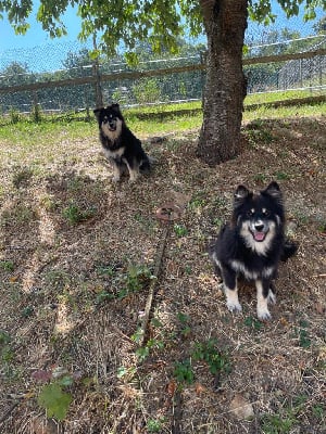 Les chiots de Chien finnois de Laponie