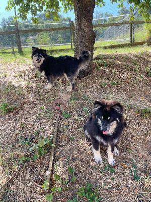 Les chiots de Chien finnois de Laponie