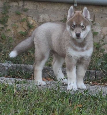 Les chiots de Siberian Husky