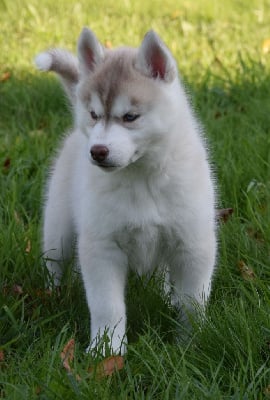 Les chiots de Siberian Husky