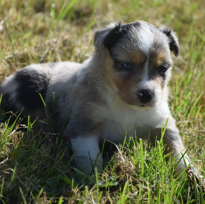 Les chiots de Berger Américain Miniature 