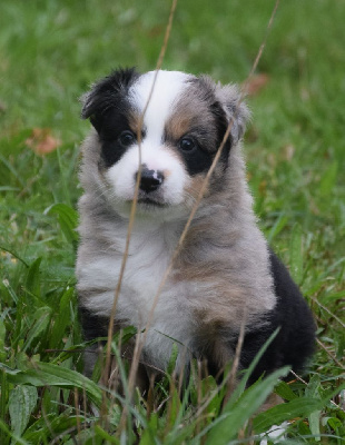 Les chiots de Berger Américain Miniature 