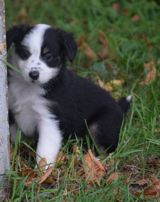 Les chiots de Berger Américain Miniature 