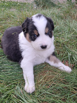 Les chiots de Berger Australien