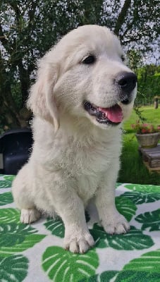 Les chiots de Golden Retriever