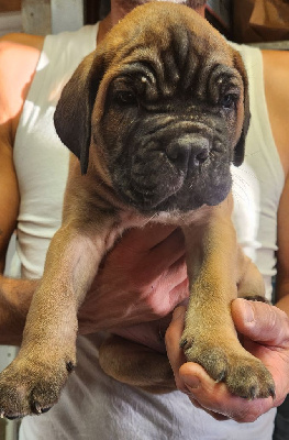 Les chiots de Cane Corso