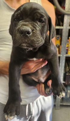 Collier marron - Cane Corso