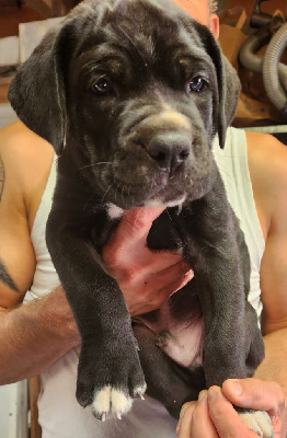 Collier violet - Cane Corso