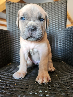 Les chiots de Cane Corso