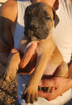 Les chiots de Cane Corso