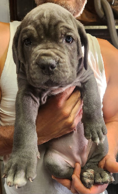 Collier bleu - Cane Corso