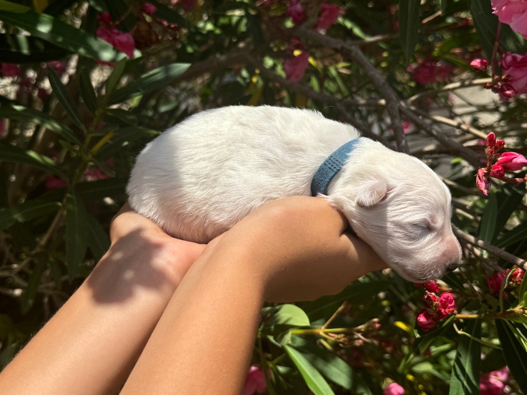 MALE 2 - Berger Blanc Suisse