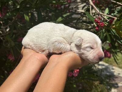 Les chiots de Berger Blanc Suisse